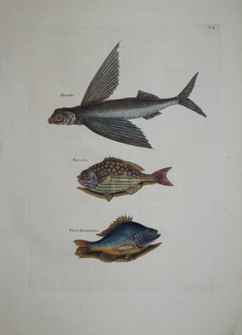 Mark Catesby (1683-1749), The Flying Fish T8