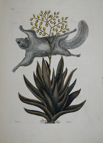 Mark Catesby (1683-1749), The Flying Squirrel P77