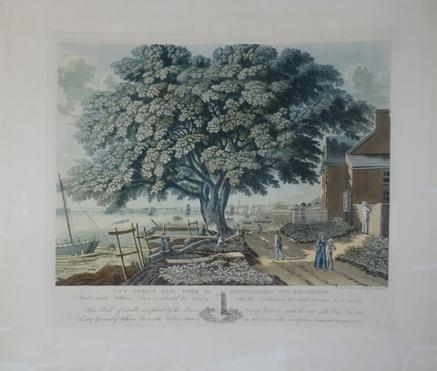 George Lehman (C. 1830-1870), The Great Elm Tree of the Shackamaxon Now Kensington…