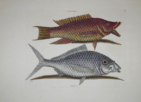 Mark Catesby (1683-1749), The Hog Fish T11