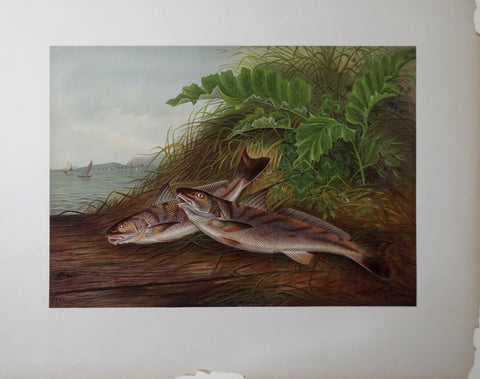 Samuel A. Kilbourne (1836-1881), The Kingfish and The Whiting