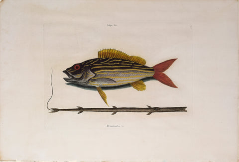 Mark Catesby (1683-1749), The Lane-Snapper and The Tobaccopipe Fish, T17