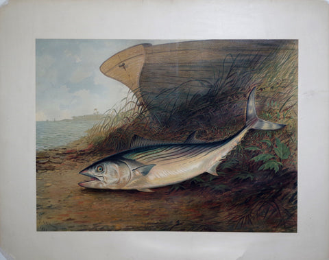 Samuel A. Kilbourne (1836-1881), The Mackerel