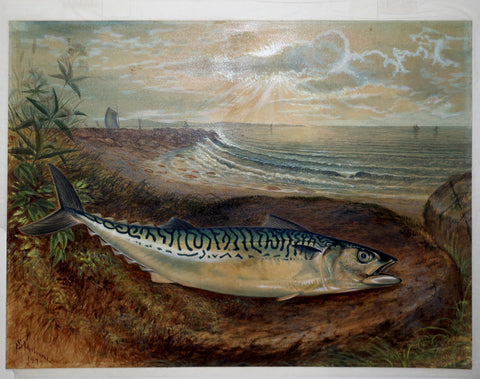 Samuel A. Kilbourne (1836-1881), The Mackerel Fish