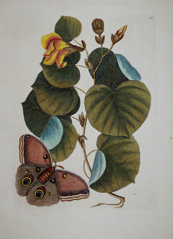 Mark Catesby (1683-1749), The Maho Tree P90
