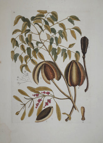 Mark Catesby (1683-1749), The Mahogany Tree P81