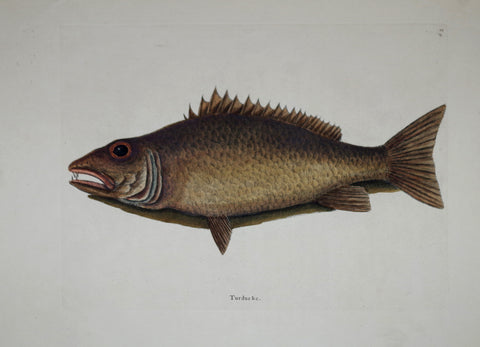 Mark Catesby (1683-1749), The Mangrove Snapper T9