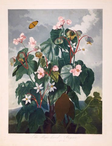 Robert John Thornton (1768-1837), The Oblique-leaved Begonia