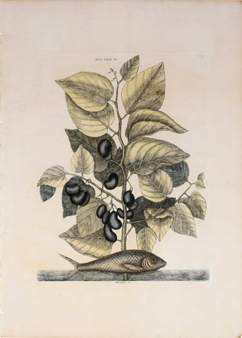 Mark Catesby (1683-1749), The Pilchard and Shrub, T24