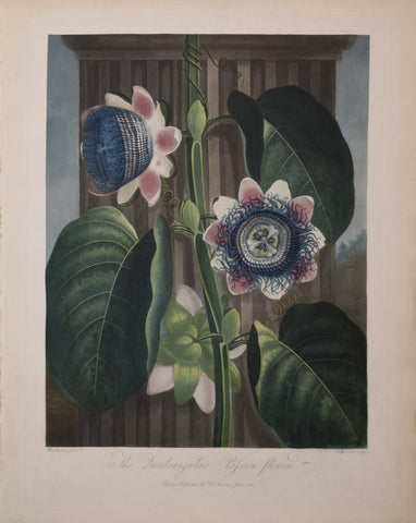 Robert John Thornton (1768-1837), The Quadrangular Passion Flower