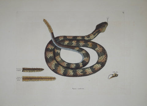 Mark Catesby (1683-1749), The Rattle Snake P41