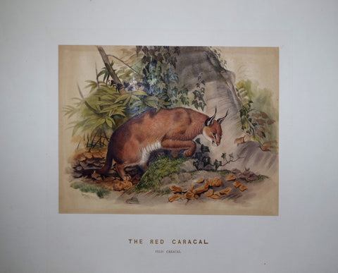 Joseph Wolf (1820-1899), The Red Caracal