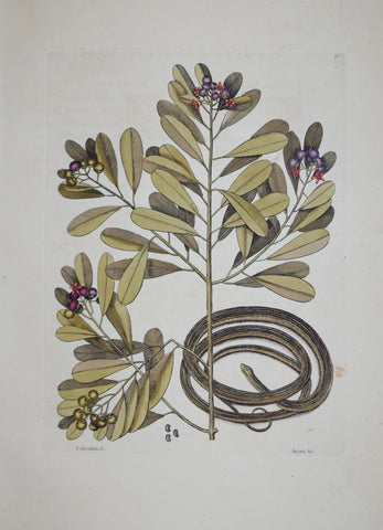 Mark Catesby (1683-1749), The Ribbon Snake P50