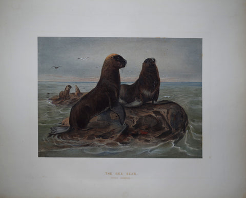 Joseph Wolf (1820-1899), The Sea Bear