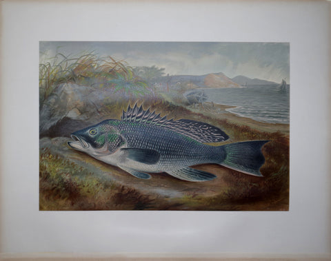 Samuel A. Kilbourne (1836-1881), The Sea Bass