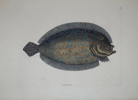Mark Catesby (1683-1749), The Sole P27