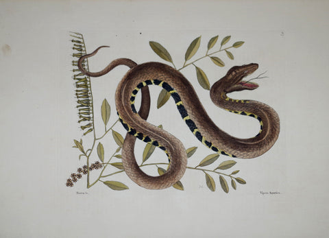 Mark Catesby (1683-1749), The Water Viper P43