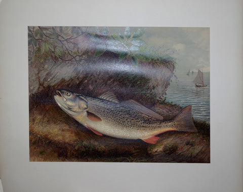 Samuel A. Kilbourne (1836-1881), The Weakfish