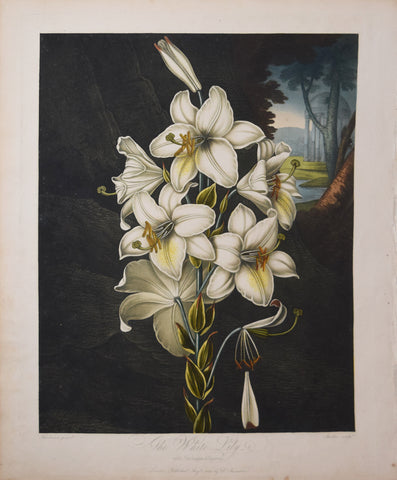 Robert John Thornton (1768-1837),  The White Lily with Variegated leaves