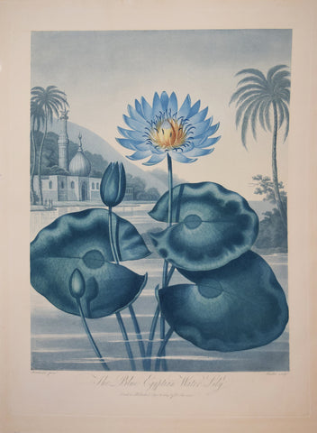 Robert John Thornton (1768-1837), The Blue Egyptian Water Lily
