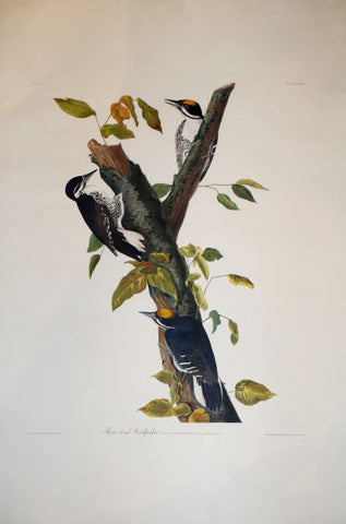 John James Audubon (1785-1851), Plate CXXXII Three-toed Woodpecker