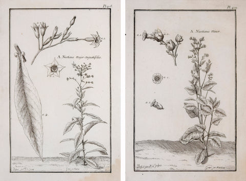 Francois Alexandre Garsault (1691-1778), A. Nicotiana Major angustifolia, Pl. 408 & A. Nicotiana minor, Pl. 409  [Tobacco Plants]