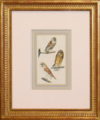 Edouard Traviès (French, 1809-1876), Eurasian Tawny Owl, Short Eared Owl, Barn Owl