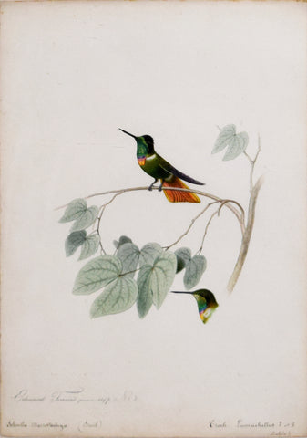 Edouard Travies (French, 1809-1865), Troch Lumachellus (Hummingbird) and Schnella Macrostachya