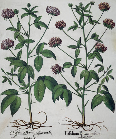 Basilius Besler (1561-1629), Trifolium Bituminofumodoratum