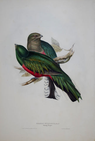 John Gould (1804-1881), Trogon Fulgidus -Shining Trogon