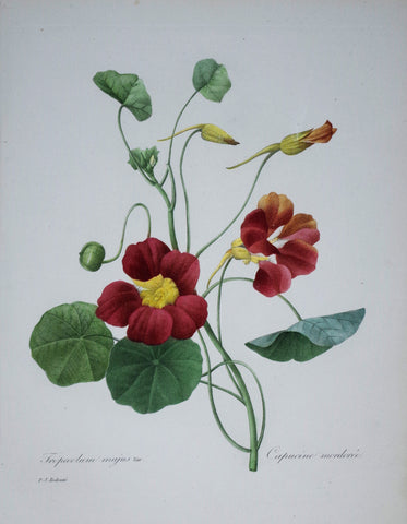 ﻿Pierre Joseph Redoute (1759-1840), Tropoeolum majus