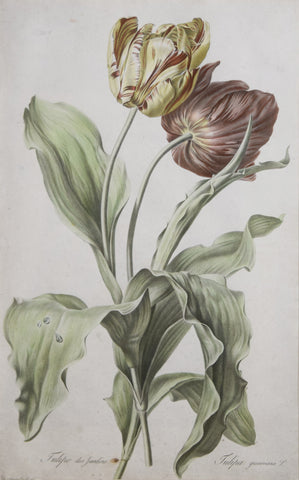 Gerard van Spaendonck (1746-1822), Tulipe des Jardins
