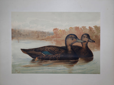 Alexander Pope, Jr. (1849-1924), Two Ducks in Water