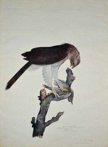Carroll Sargent Tyson (1877-1956), Cooper's Hawk