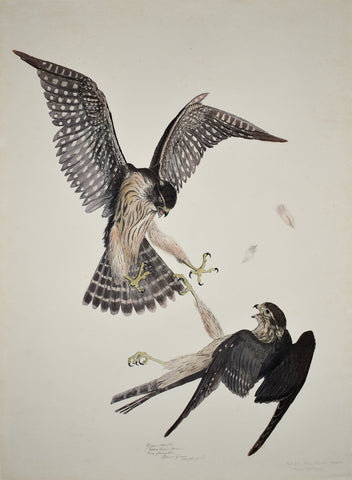 Carroll Sargent Tyson (1877-1956), Pigeon Hawks