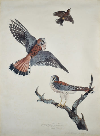 Carroll Sargent Tyson (1877-1956), Sparrow Hawks