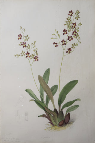 Walter Hood Fitch (1817-1892), [Gracile Flower]