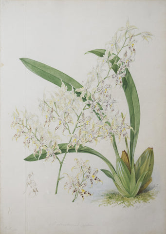 Walter Hood Fitch (1817-1892), [Yellow and White Orchid]