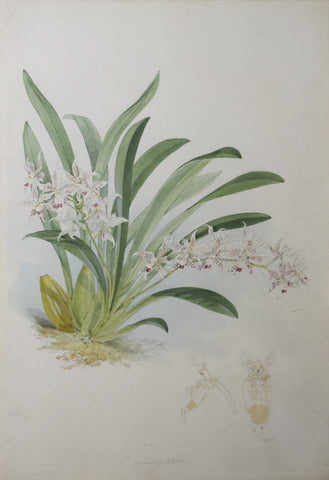 Walter Hood Fitch (1817-1892), [White Orchid with Red Speckles]