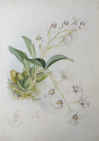 Walter Hood Fitch (1817-1892), [White Orchid]
