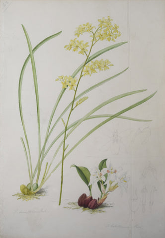 Walter Hood Fitch (1817-1892), [Yellow Flowers]