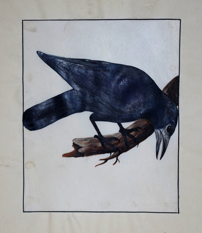 William Lewin (1747-1795), Untitled (Bent Crow)