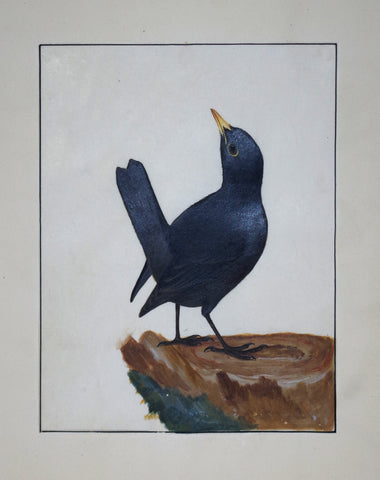 William Lewin (1747-1795), Untitled (Small Black Bird)