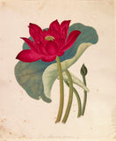Company School/Chinese School Album, [Drawings of Flowers]