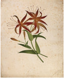 Company School/Chinese School Album, [Drawings of Flowers]