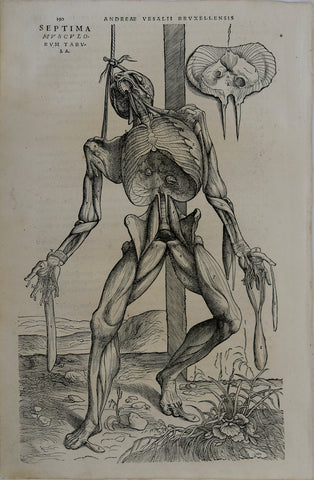 Andreas Vesalius (Flemish, 1514-1564), 190