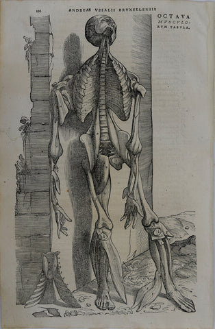 Andreas Vesalius (Flemish, 1514-1564), 192
