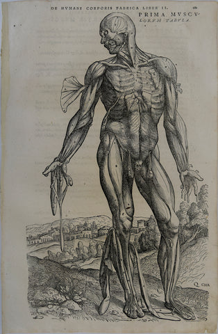 Andreas Vesalius (Flemish, 1514-1564), 181