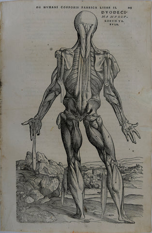 Andreas Vesalius (Flemish, 1514-1564), 203