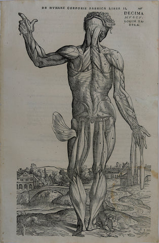 Andreas Vesalius (Flemish, 1514-1564), 197